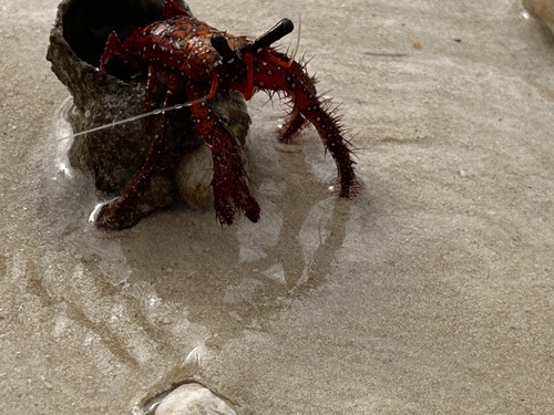 White-spotted Hermit Crab (Dardanus megistos)