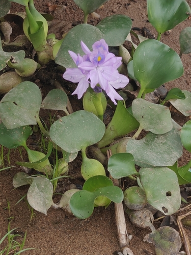 common water hyacinth