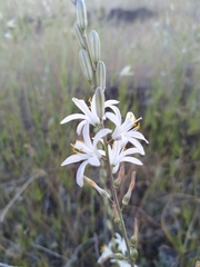 Chlorogalum angustifolium