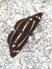 Neptis taiwana