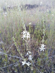 Chlorogalum angustifolium