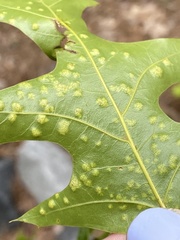 Taphrina caerulescens