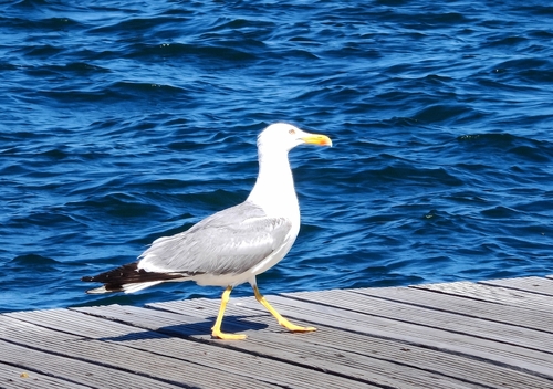 Yellow-legged Gull