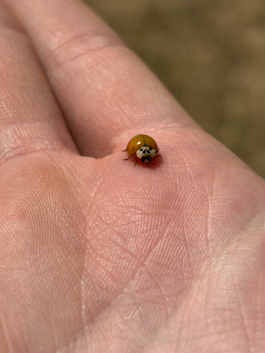Asian Lady Beetle