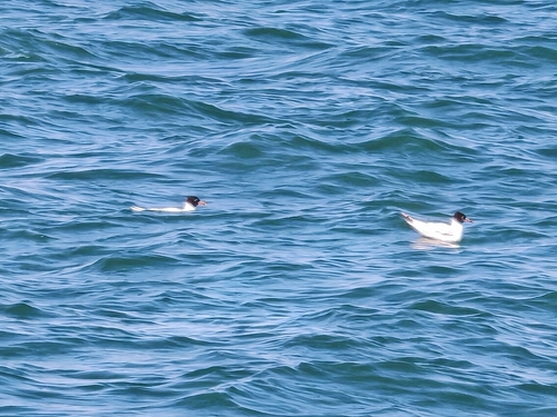 Mediterranean Gull