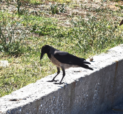 Hooded Crow