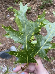 Taphrina caerulescens