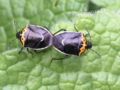 Cosmopepla conspicillaris