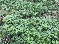 Hydrophyllum virginianum