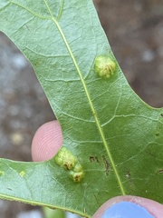 Taphrina caerulescens