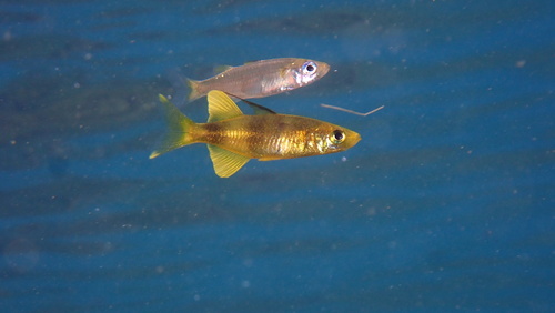 Antonia's sailfin silverside (Telmatherina antoniae) — Telmatherinidae — 4