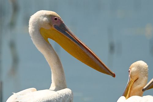 Great White Pelican