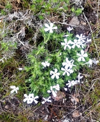 Phlox hoodii