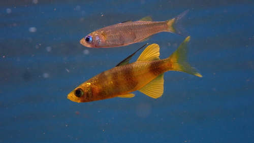 Antonia's sailfin silverside (Telmatherina antoniae) — Telmatherinidae — 2