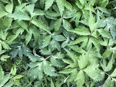 Hydrophyllum virginianum