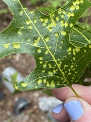 Taphrina caerulescens