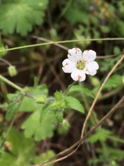 Nemophila