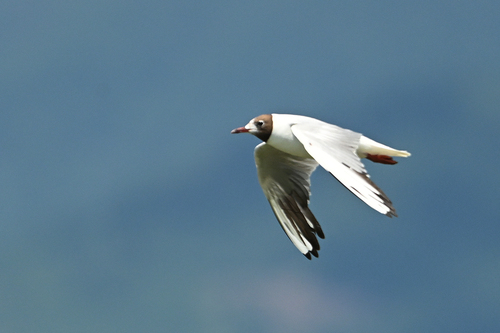 Black-headed Gull