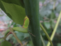 Salurnis marginella