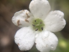 Nemophila