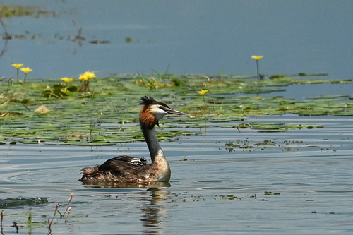 Great Crested Grebe