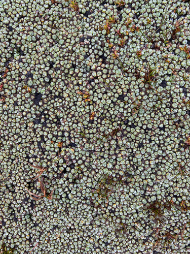 Pterygopappus lawrencii observed 2026-06-12