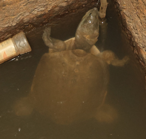 Sri Lankan Flapshell Turtle