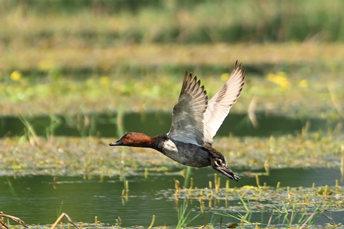 Common Pochard