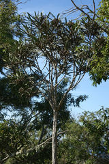 Pseudopanax ferox