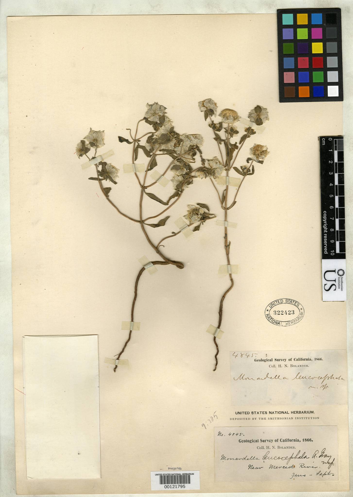 Monardella leucocephala