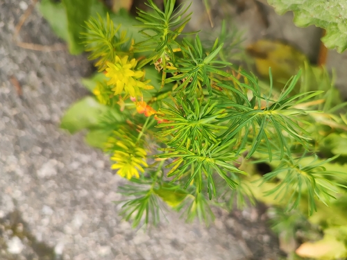 cypress spurge
