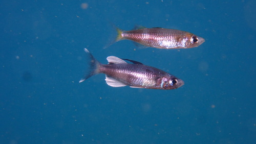 Antonia's sailfin silverside (Telmatherina antoniae) — Telmatherinidae — 3