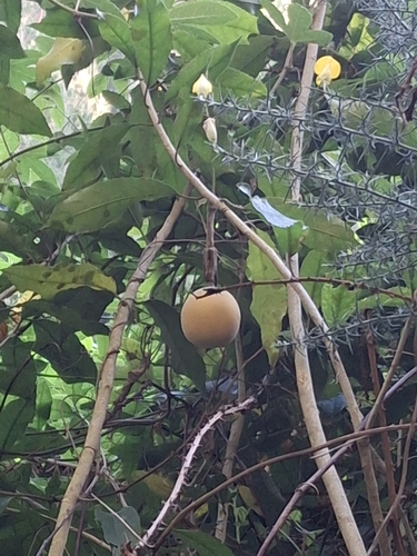 Passiflora pinnatistipula, photograph 4