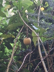 Passiflora pinnatistipula, photograph (c) Mel Whiting, some rights reserved (CC BY)