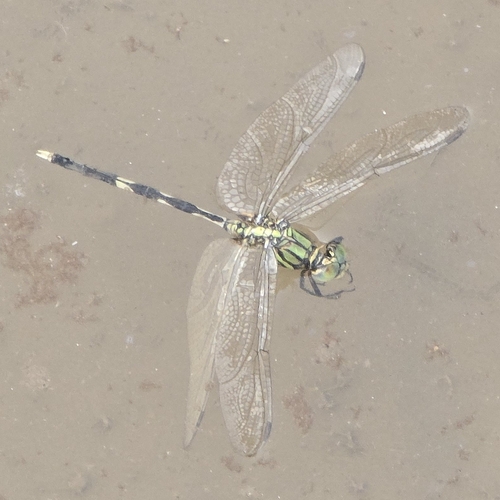 Slender Skimmer