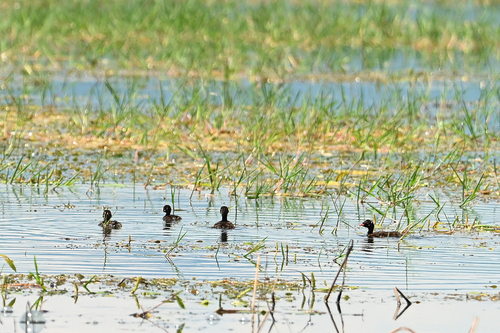 Little Grebe