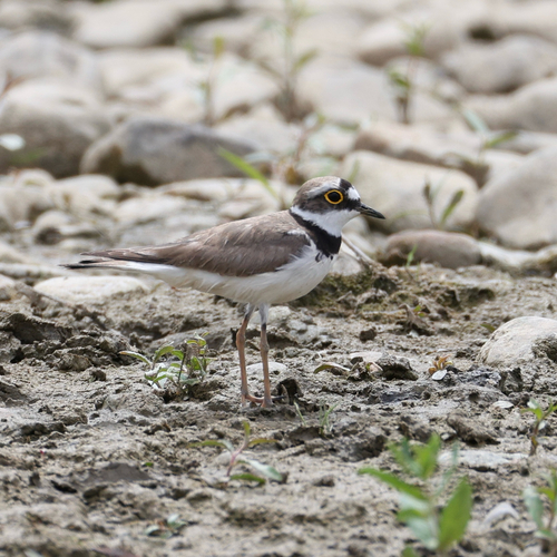 Little Ringed Plover