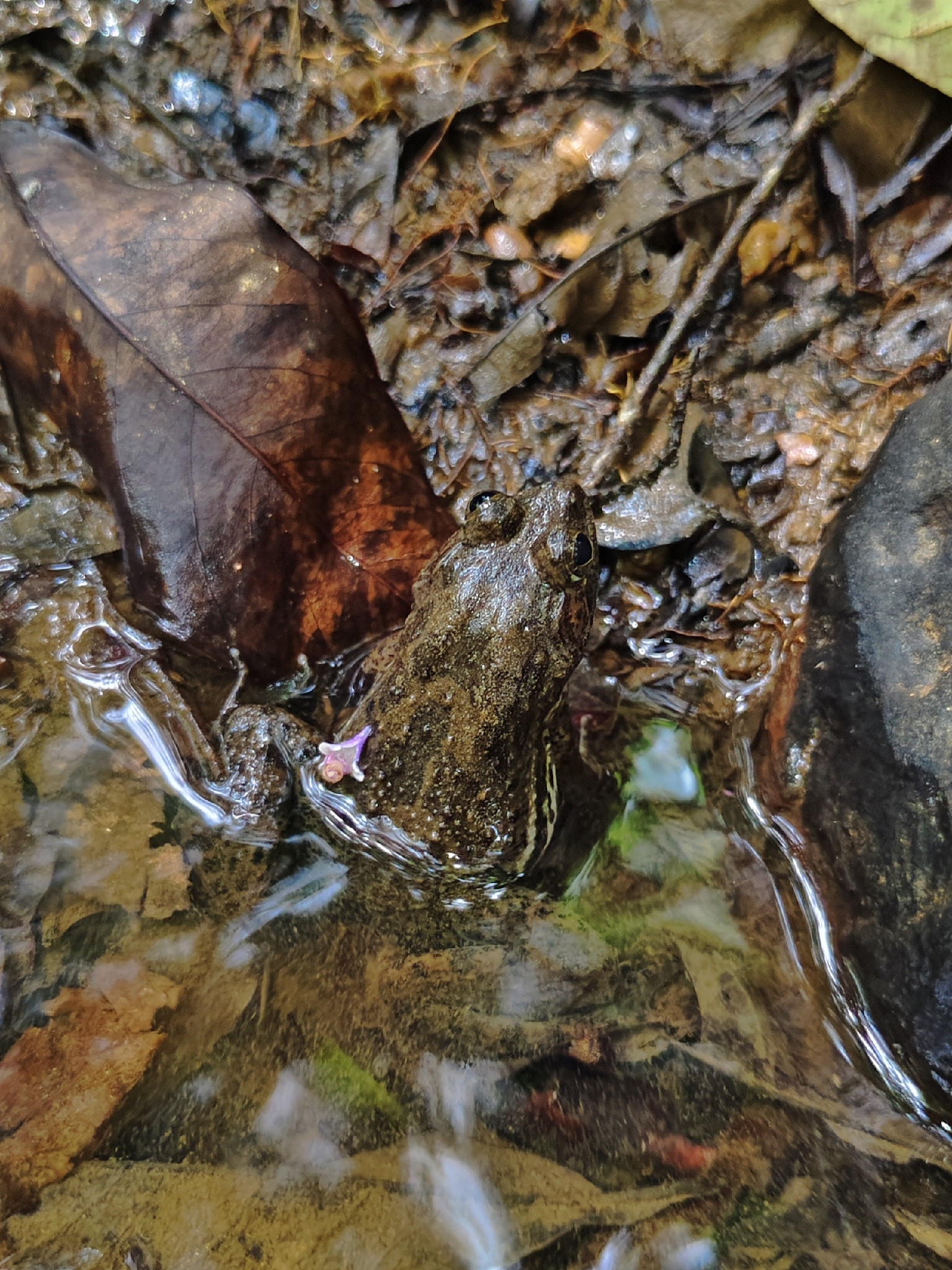 Jaladhara Skittering Frog photo 3