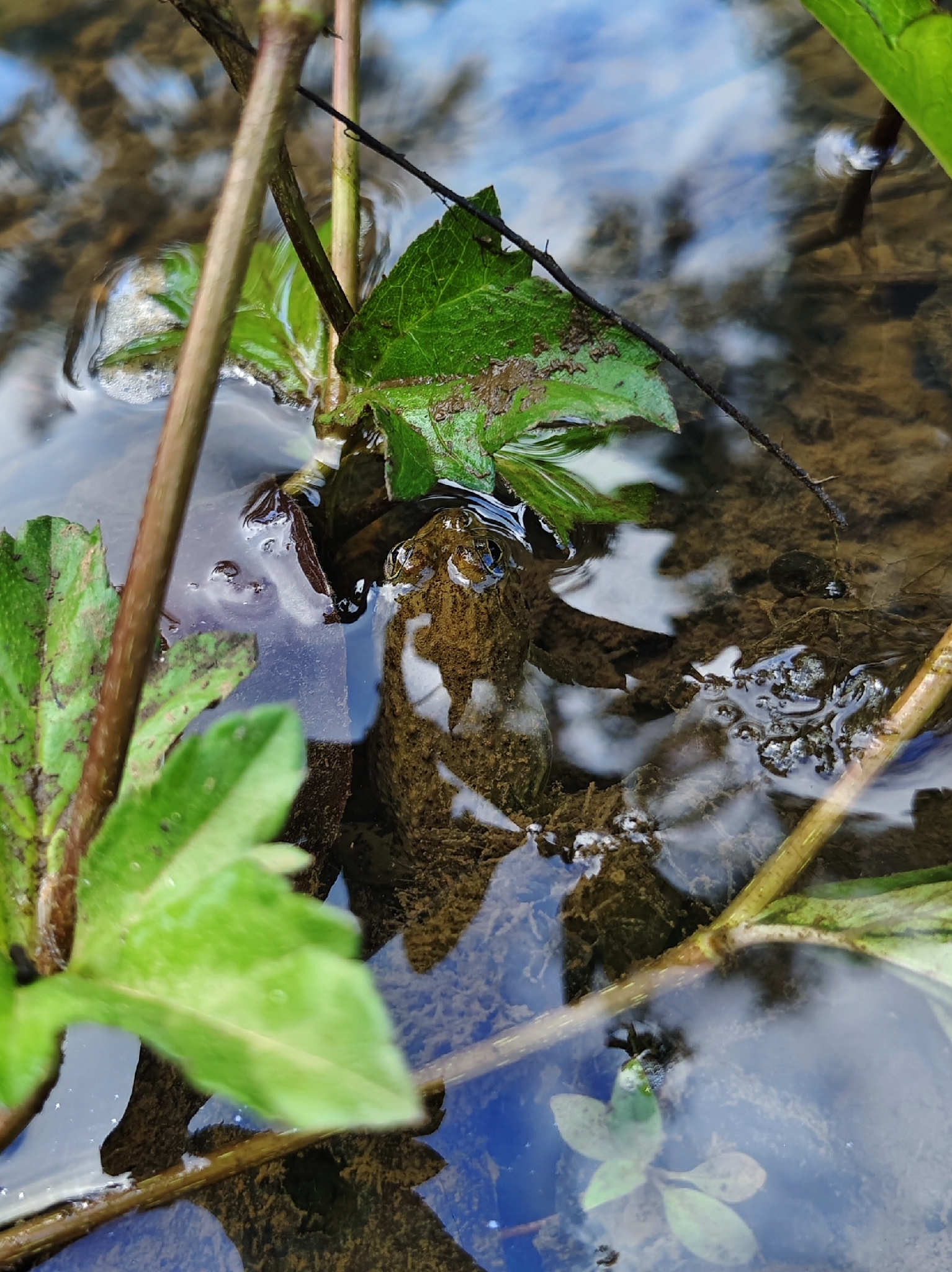 Jaladhara Skittering Frog photo 4