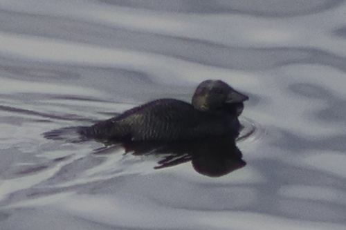 Musk Duck