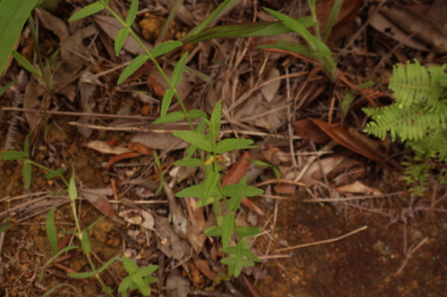 Gonocarpus chinensis observed 2026-07-08