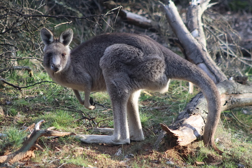 Eastern Grey Kangaroo