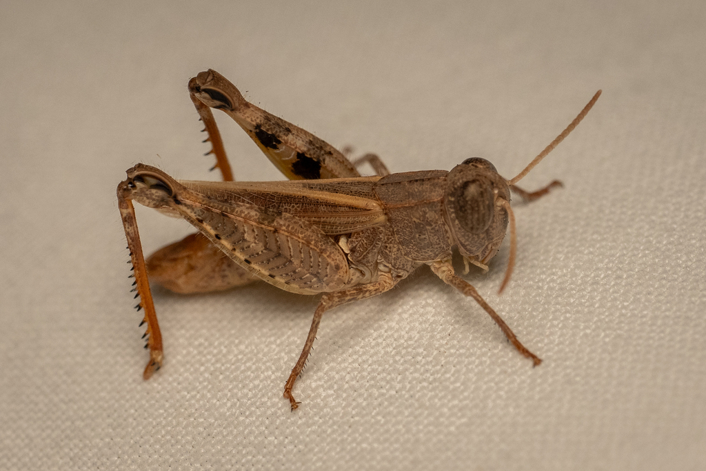 Barbary Grasshopper