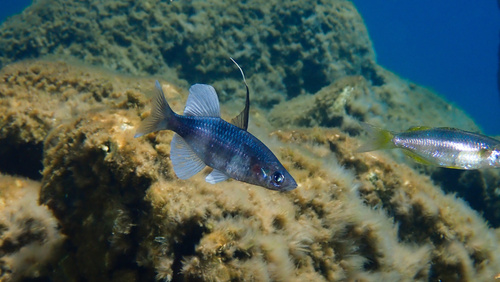 Antonia's sailfin silverside (Telmatherina antoniae) — Telmatherinidae