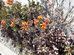 Asclepias curassavica