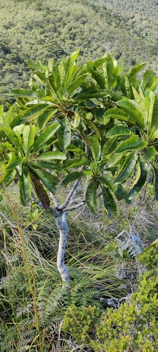 Myodocarpus involucratus observed 2026-07-05
