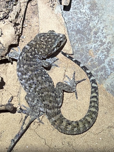 Common Prickly Gecko