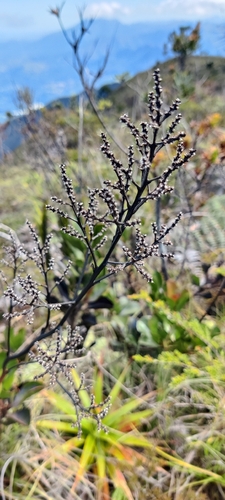 Beaupreopsis paniculata observed 2026-07-05