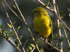 Crithagra flaviventris