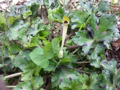 Aristolochia lutea